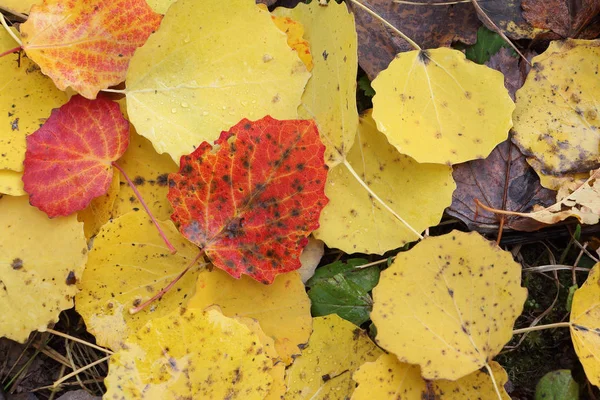 Fallen leaves of an aspen in the fall — Stock Photo, Image