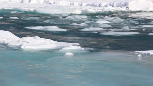 Παρασυρόμενα πάγος στον ποταμό τυρκουάζ την άνοιξη — Αρχείο Βίντεο