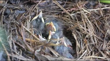 Bir bluethroat bir yuvaya yaz aylarında bebek kuşlar  