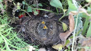 Kuş besleme ve bir yuva Temizleme Bluethroat  