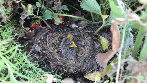 Bluethroat кормит птенцов и очищает гнездо — стоковое видео