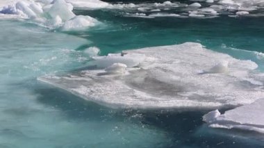 Drift turkuaz Nehri üzerinde buz Bahar, Katun nehir, Altay, Rusya Federasyonu 