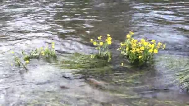 Flores de Caltha palustris temblando de un curso de agua — Vídeos de Stock