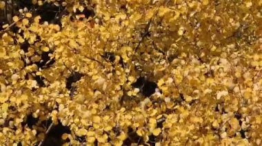 Rüzgar sonbahar titreyerek aspen, Sarı yapraklar 