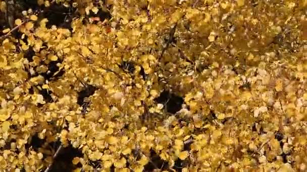 Sárga levelek, az aspen reszket a szél ősz — Stock videók