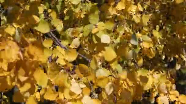 Желтые листья осины дрожат от ветра осенью — стоковое видео