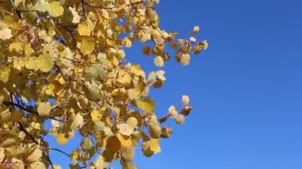 Aspen cabang gemetar dari angin terhadap langit biru di musim gugur — Stok Video