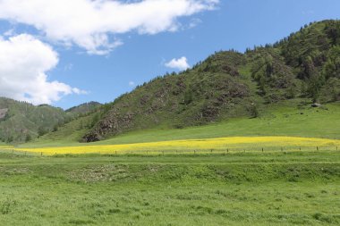 Yaz aylarında dağların bir zemin üzerine sarı çayır