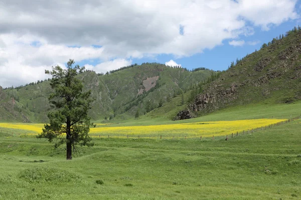 El prado amarillo sobre el fondo de las montañas en verano — Foto de Stock