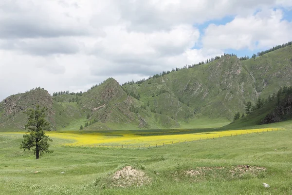El prado amarillo sobre el fondo de las montañas en verano — Foto de Stock