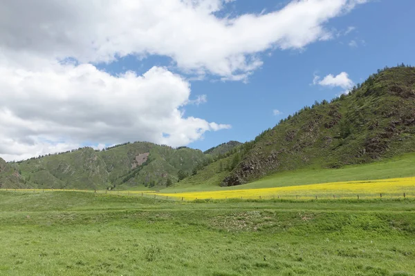 El prado amarillo sobre el fondo de las montañas en verano — Foto de Stock
