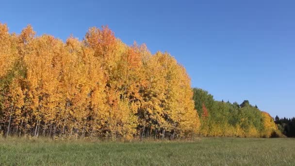 trembles jaunes sur une clairière dans le bois d'automne  