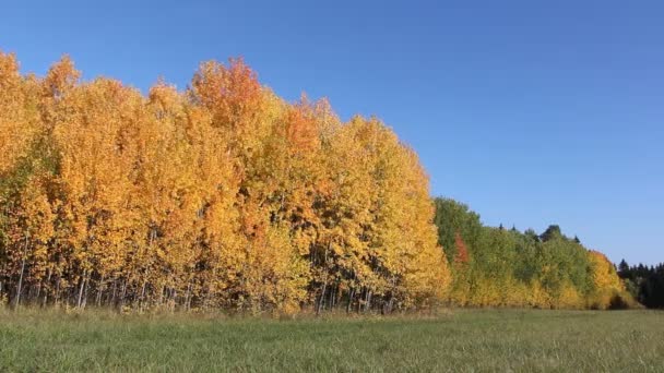 Yellow aspens on a glade in the autumn wood — Stock Video