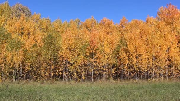 trembles jaunes sur une clairière dans le bois d'automne  