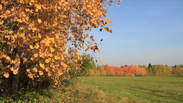 Aspen branches shaking from wind against of the blue sky — Stock Video