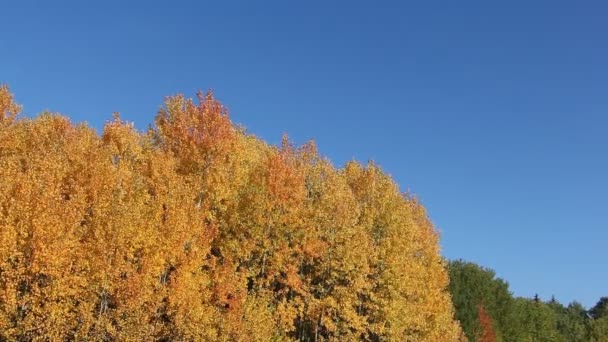 Aspen branches shaking from wind against of the blue sky in the fall — Stock Video