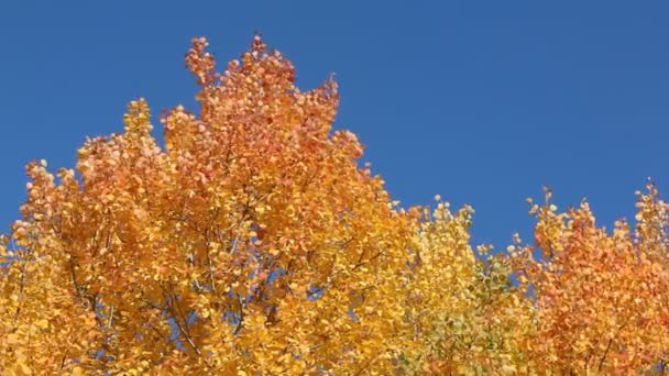 Aspen branches shaking from wind against of the blue sky in the fall — Stock Video