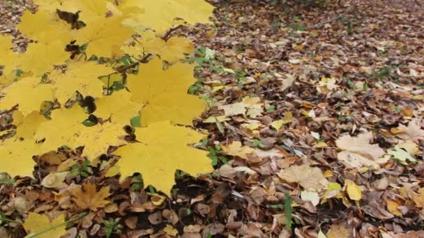 Maple branches swaying in the wind on a background of fallen leaves — Stock Video