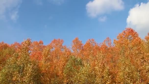 Aspen grenar skakningar från vind mot den blå himlen i höst — Stockvideo