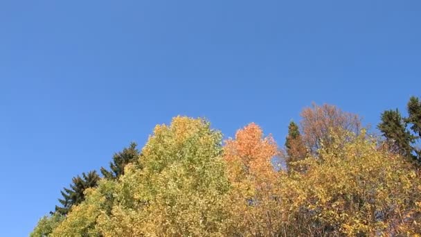 Aspen takken schudden van wind tegen de blauwe hemel in de herfst — Stockvideo