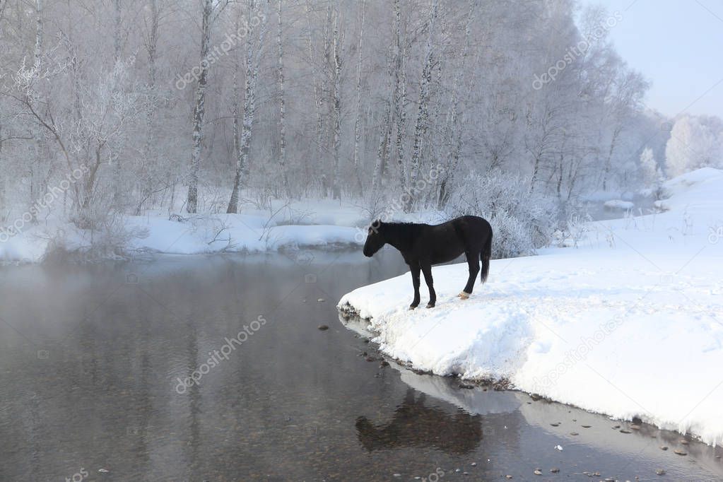 Horse near the melting river in early spring