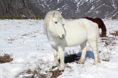 Beyaz vahşi at üzerinde bir kar Kayran dağları arasında sıyrılmak 
