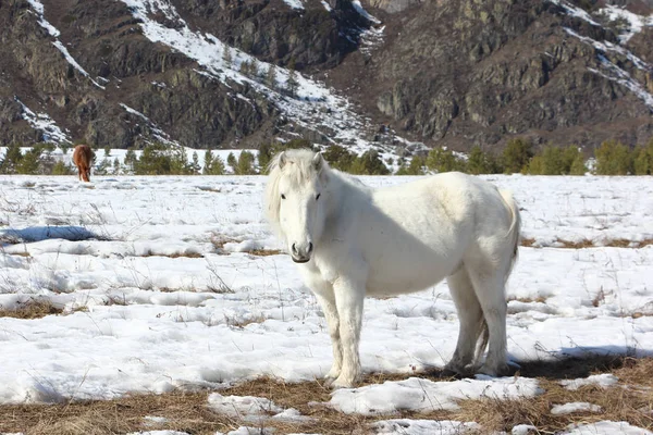 Weißes Wildpferd weidet auf einer Schneewiese inmitten von Bergen — Stockfoto