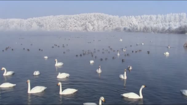 Svanar simmar i sjön under våren — Stockvideo