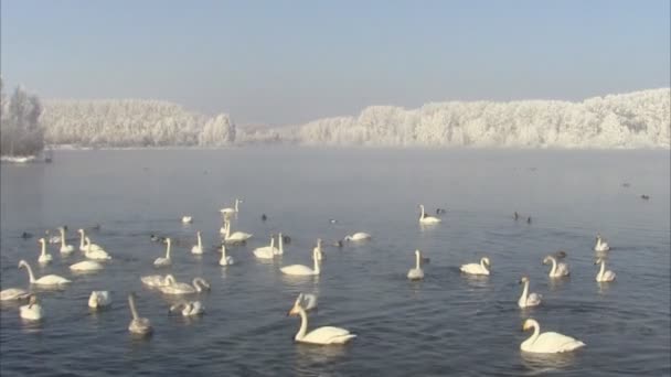 Cisnes nadando en el lago en primavera — Vídeos de Stock