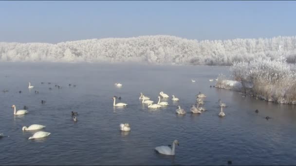 Svanar simmar i sjön under våren — Stockvideo