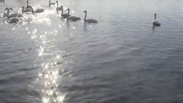 Cisnes nadando en el lago en primavera — Vídeos de Stock