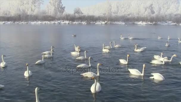 Cisnes nadando en el lago en primavera — Vídeo de stock