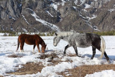Atlar üzerinde bir kar Kayran dağları arasında ilkbaharda otlatma