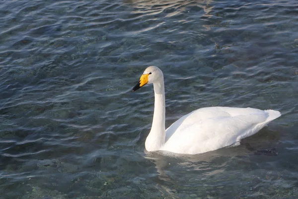 Whooper cigno nuotare nel lago — Foto Stock