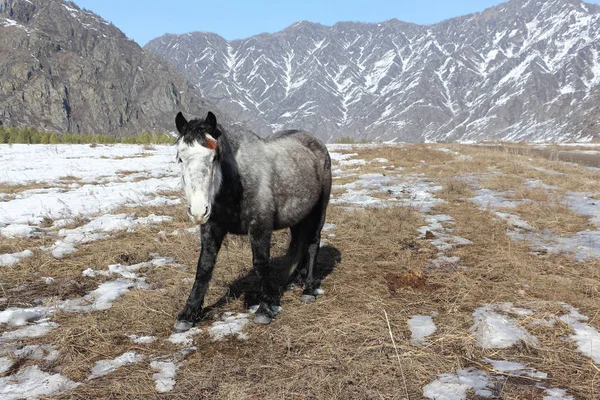 Gray horse grazing among the mountains in early spring — Stock Photo, Image