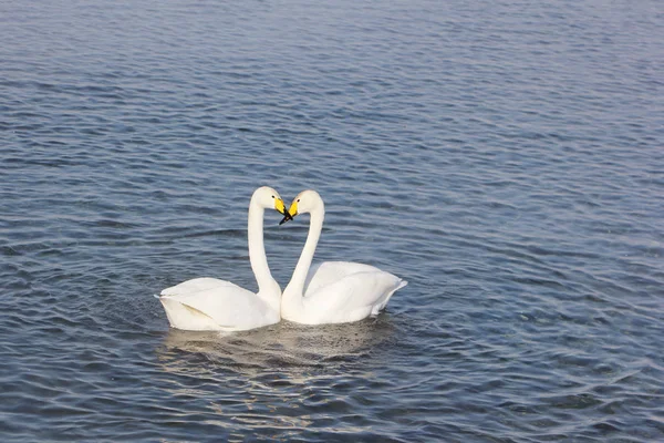 Whooper cigni che nuotano nel lago — Foto Stock