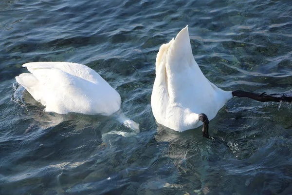 Whooper cigni che nuotano nel lago — Foto Stock
