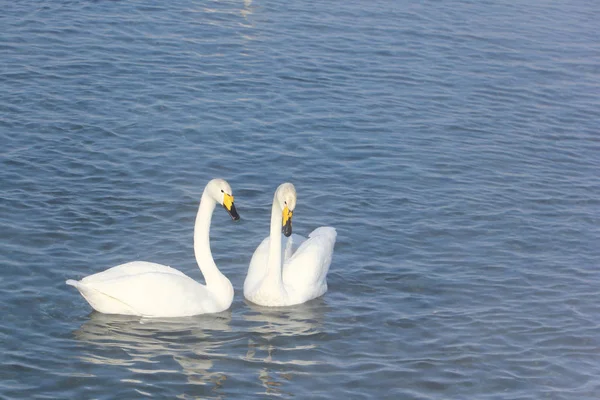 Cygnes chanteurs nageant dans le lac — Photo