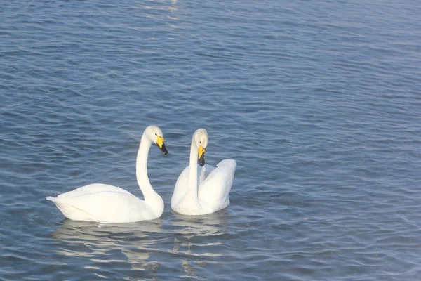 Whooper cigni che nuotano nel lago — Foto Stock