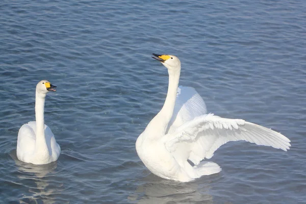 Whooper cigni che nuotano nel lago, Altai, Russia — Foto Stock