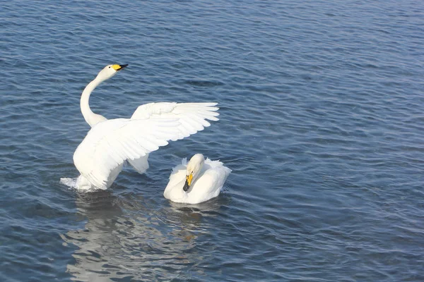 Whooper cigni che nuotano nel lago, Altai, Russia — Foto Stock