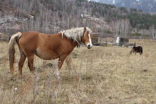 Gray horse is grazing in a meadow in early spring — Stock Photo, Image