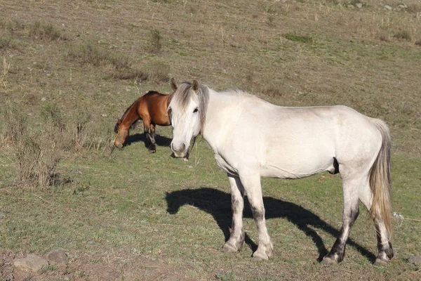 Ранней весной на лугу пасутся серые лошади — стоковое фото