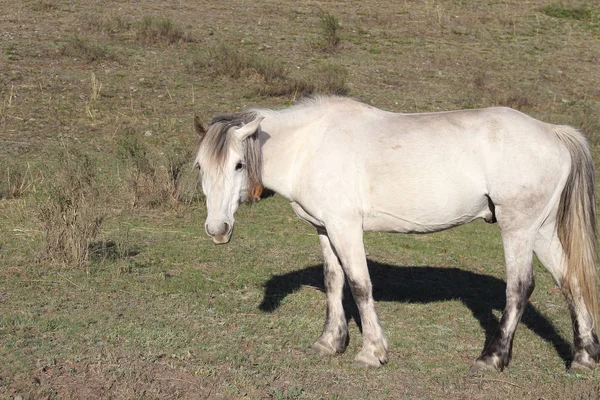 Gray horse is grazing in a meadow in early spring — Stock Photo, Image