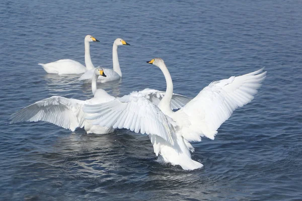 Whooper cigni che nuotano nel lago — Foto Stock