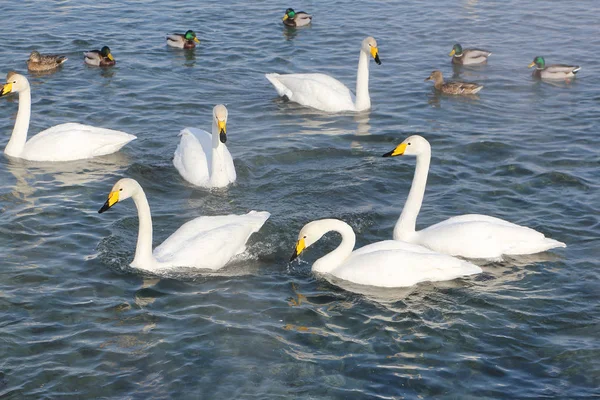 Whooper cigni che nuotano nel lago — Foto Stock