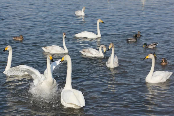 Whooper cigni che nuotano nel lago — Foto Stock