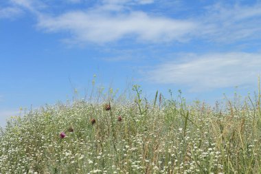 Mavi gökyüzü arka planı çimen