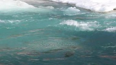 Buz erimesi nehirde Bahar, Katun nehir, Altay, Rusya Federasyonu