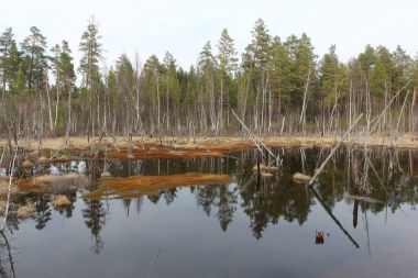 Bahar ahşap arasında bir gölet bogging